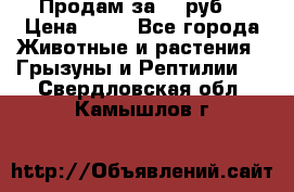 Продам за 50 руб. › Цена ­ 50 - Все города Животные и растения » Грызуны и Рептилии   . Свердловская обл.,Камышлов г.